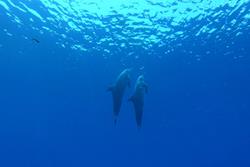Gan Island Dive Centre - Maldives. Dolphins. 